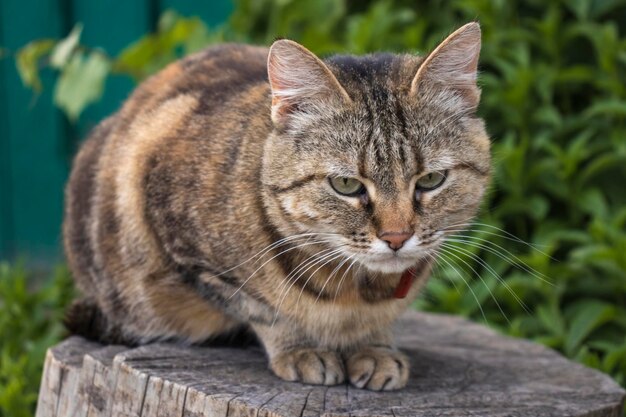 Gatto multicolore seduto su una canapa di legno