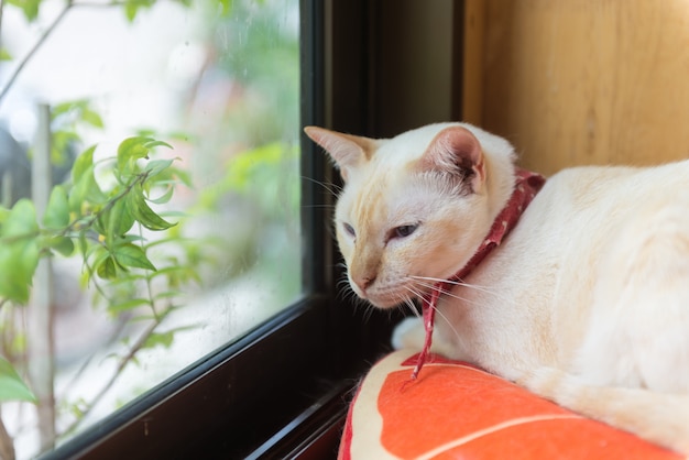 Gatto nel caffè