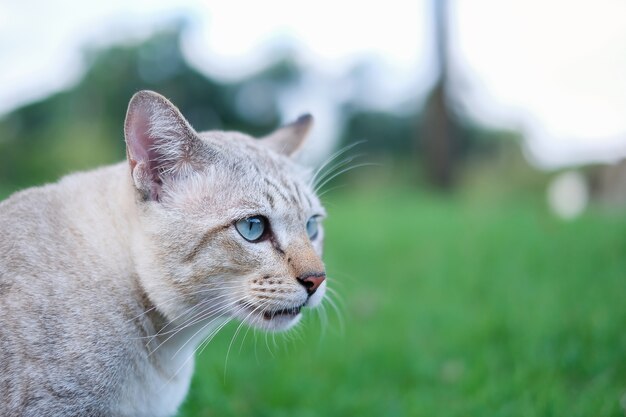 gatto nel parco all&#39;aperto