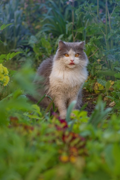 Gatto nel prato con il dente di leone che fiorisce intorno Gatto con i fiori all'aperto