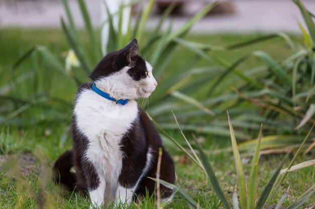 Gatto nell'erba verde