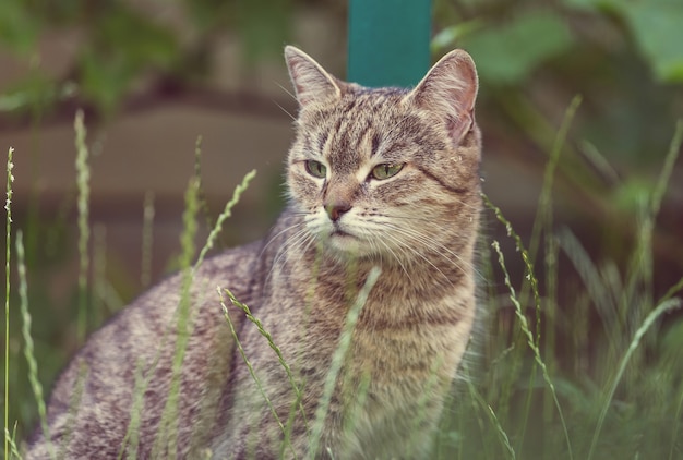 Gatto nell'erba verde