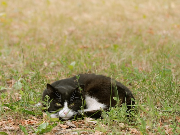 gatto nell'erba