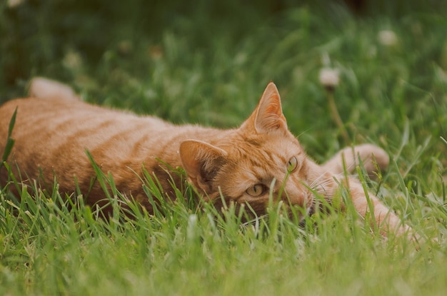 gatto nell'erba