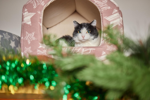 Gatto nella casa dei gatti sul pavimento che guarda a destra