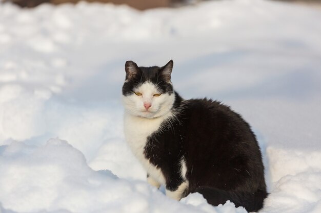 Gatto nella neve nella stagione invernale