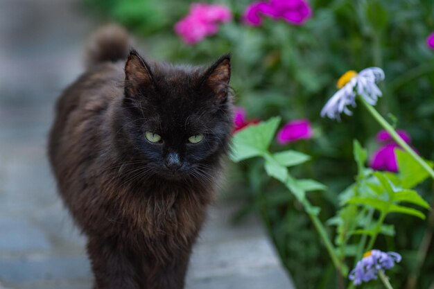 Gatto nero a piedi in fiori colorati Gatto carino in piedi all'aperto in campo di fiori primaverili o estivi Gattino in giardino con fiori sullo sfondo