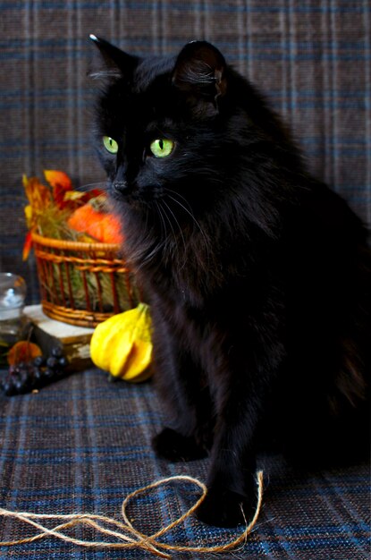 Gatto nero autunnale