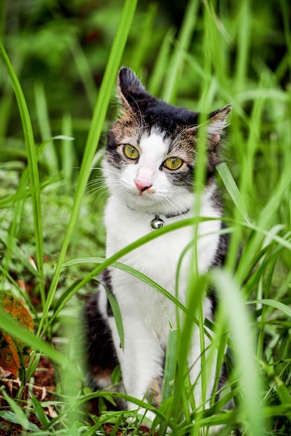 Gatto nero che gioca sull'erba verde Gatto carino che gioca sull'erba