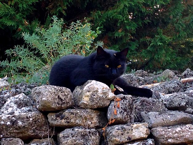 Gatto nero che riposa sulle pietre