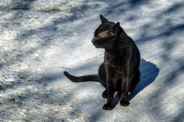 Gatto nero che si siede sulla strada