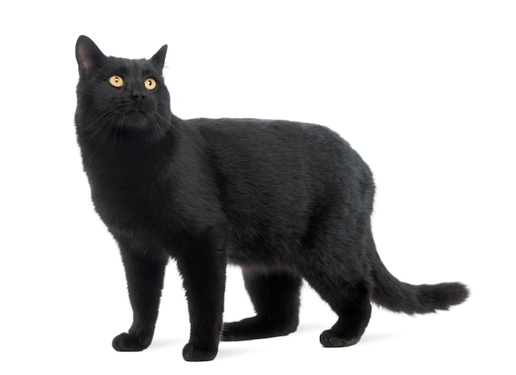 Foto gatto nero che sta e che distoglie lo sguardo, isolato