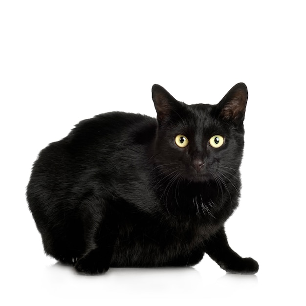Gatto nero con 4 anni. Ritratto di gatto isolato