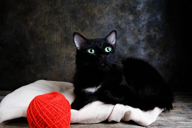 Gatto nero con bellissimi occhi verdi e un gomitolo di filo rosso.