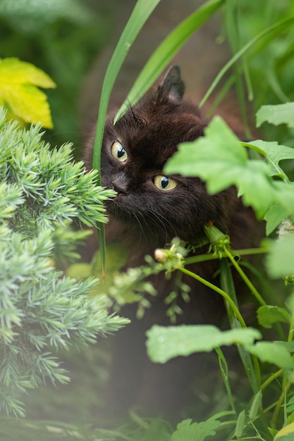 Gatto nero con fiori all'aperto Gatto in posa vicino a fiori che sbocciano in un giardino Vive in armonia con la natura