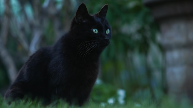 Gatto nero con gli occhi verdi