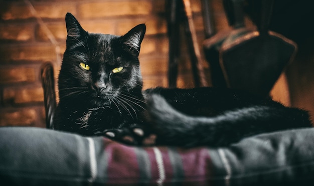 Gatto nero con il ritratto degli occhi verdi agghiacciante