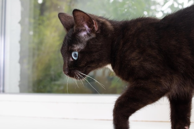 Gatto nero con il ritratto del primo piano degli occhi azzurri