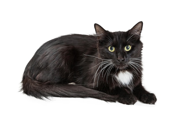 Gatto nero con macchia bianca sdraiato sul bianco