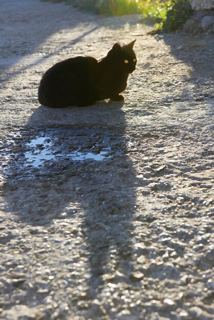 Gatto nero con ombra lunga seduto a terra