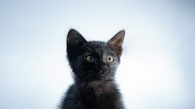 Gatto nero con sfondo bianco