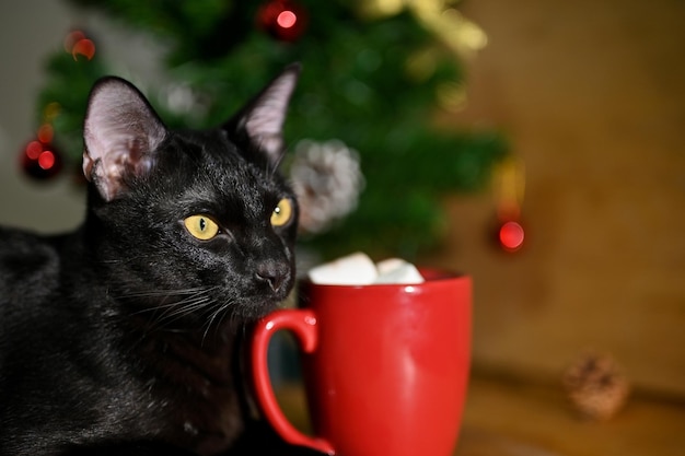 Gatto nero con una tazza di cioccolato con marshmallow su sfondo sfocato di un albero di Natale