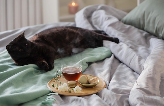 Gatto nero con una tazza di tè sul letto