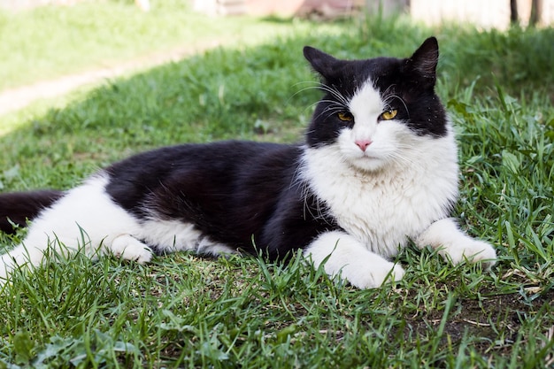 Gatto nero con zampe bianche