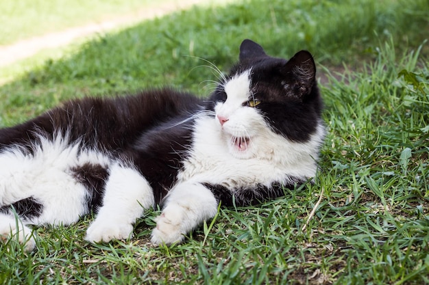 Gatto nero con zampe bianche