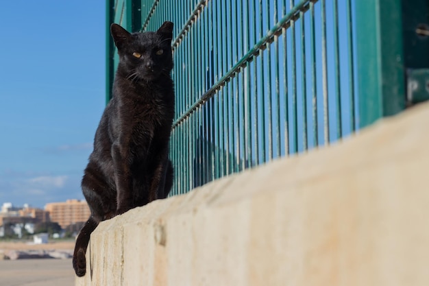 Gatto nero della via che si siede su un gatto randagio della lastra di cemento