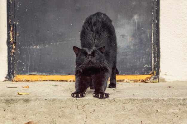 Gatto nero di strada sullo sfondo di una porta di metallo scende le scale e si allunga.