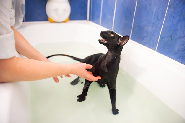 Gatto nero in acqua che fa il bagno