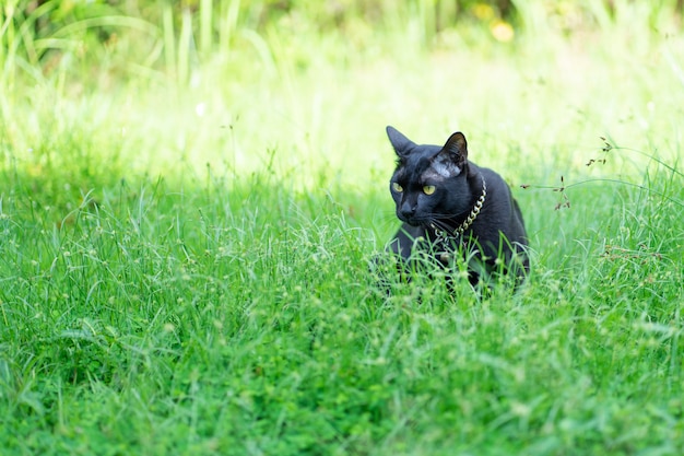 Gatto nero in giardino