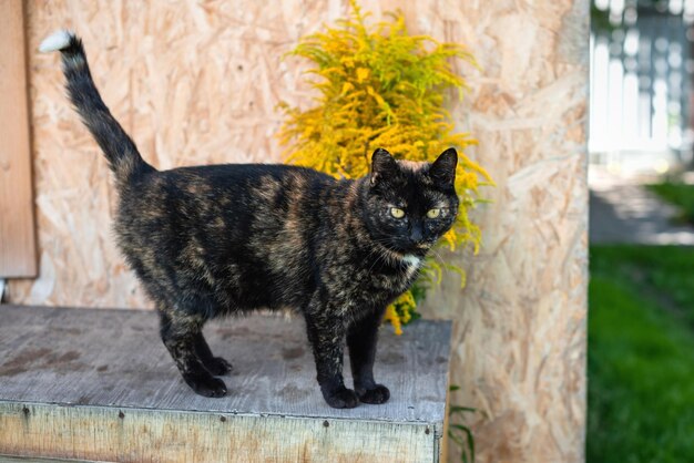 Gatto nero in piedi sul legno