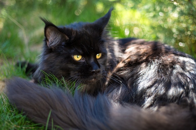 Gatto nero nell'erba