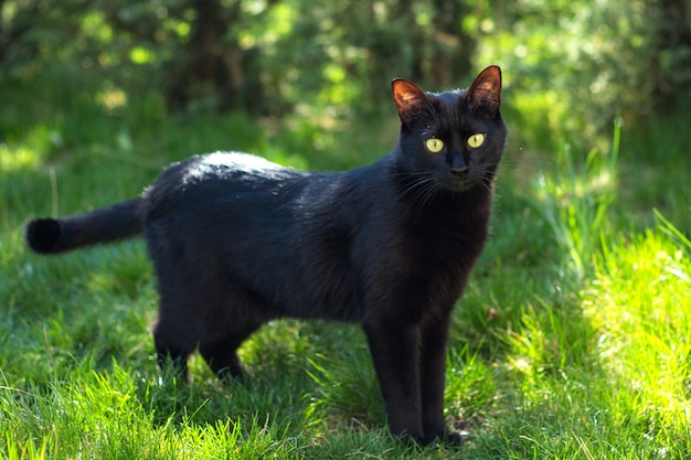 Gatto nero nell'erba