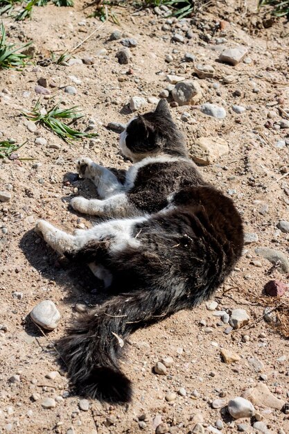 Gatto nero sdraiato nella sabbia da vicino