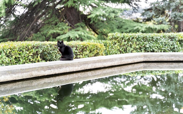 Gatto nero seduto nel verde parco estivo che riflette nello stagno Bellissimo sfondo naturale