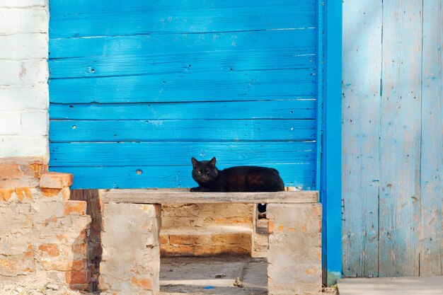 Gatto nero seduto sulla panchina