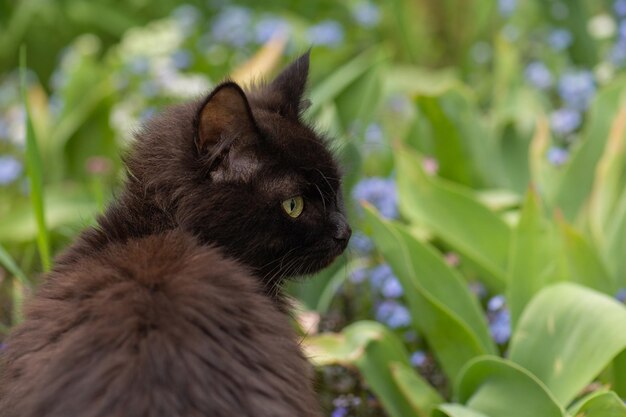 Gatto nero si trova in fiori colorati e bokeh verde sullo sfondo Bellissimo gatto nero e piante in fiore in giardino Kitty si trova nel paesaggio estivo