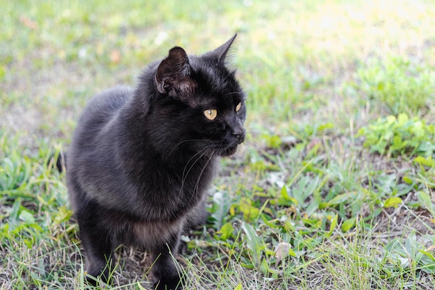 Gatto nero su erba verde erba Primo piano Pet su una passeggiata