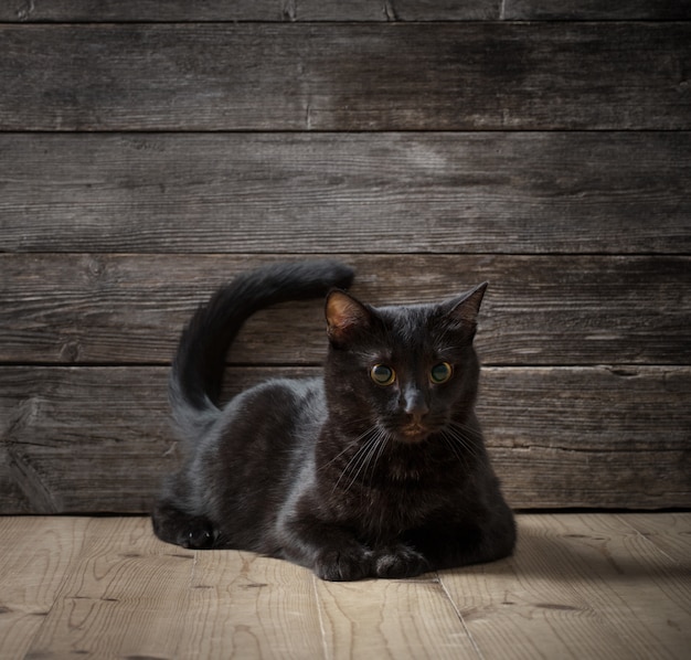 Gatto nero su legno scuro