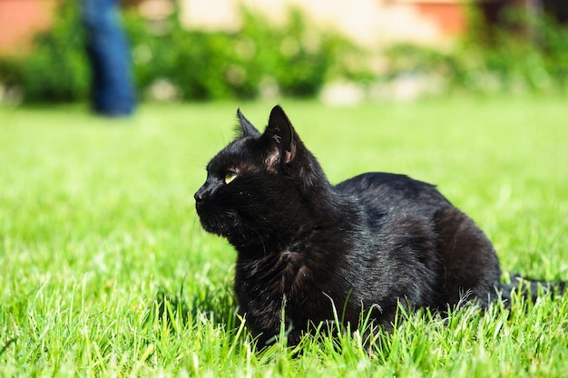 Gatto nero su sfondo verde