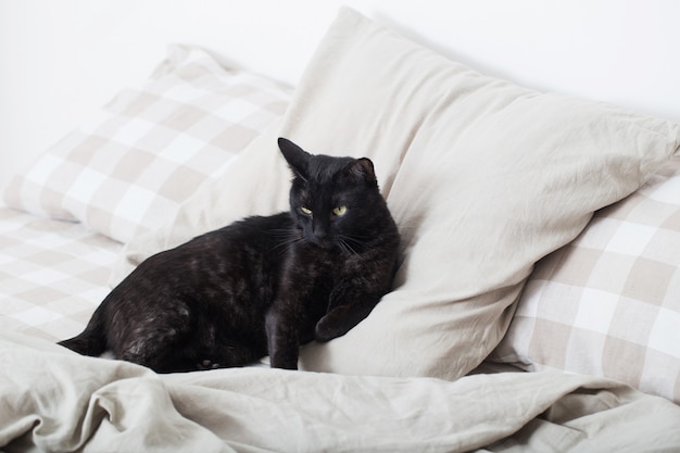 Gatto nero sul letto