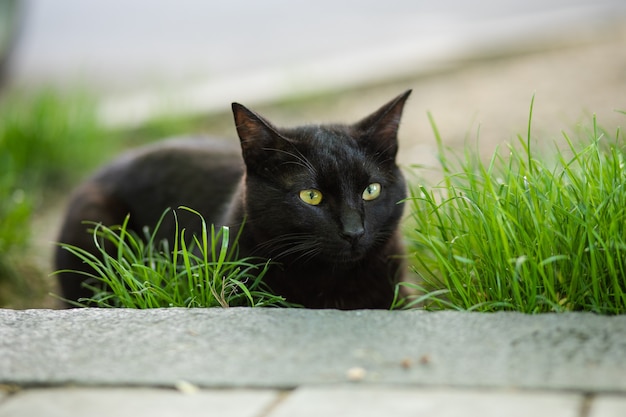 Gatto nero sulla strada