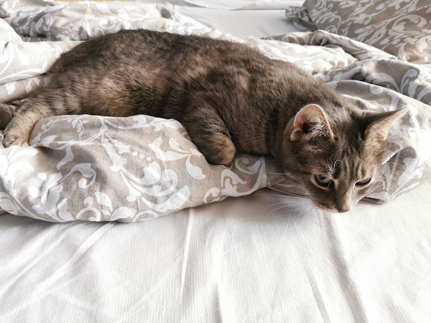 Gatto nobile grigio mattutino a letto