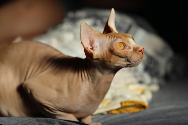 Gatto nudo che gioca sul letto