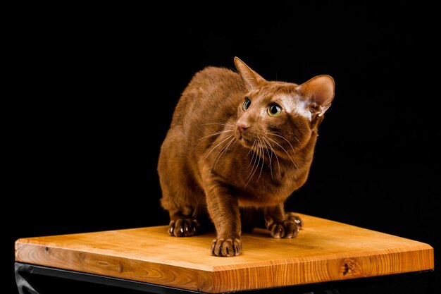 Gatto orientale, animale domestico a pelo corto su sfondo scuro.