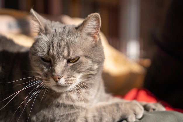 Gatto paffuto con la luce del sole