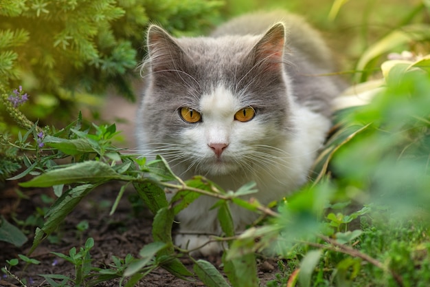 Gatto pelo lungo britannico divertendosi all'aperto. Ritratto di gatto carino capelli corti.